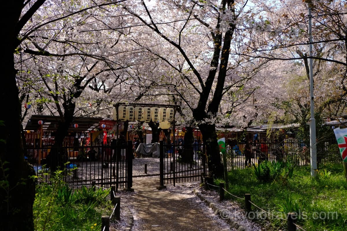 平野神社の桜と花見席