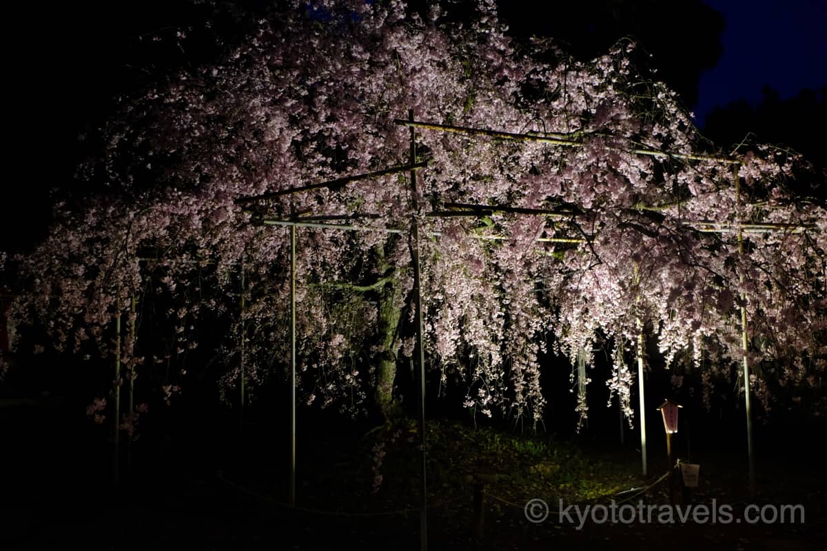 平野神社 しだれ桜のライトアップ