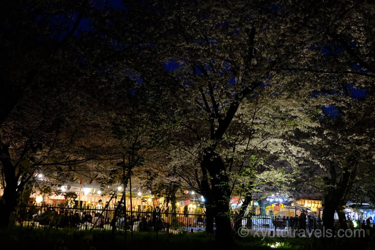 平野神社の夜桜と花見