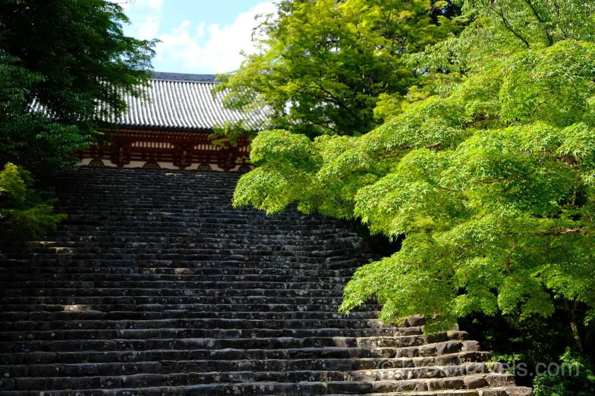 神護寺 金堂の階段と新緑