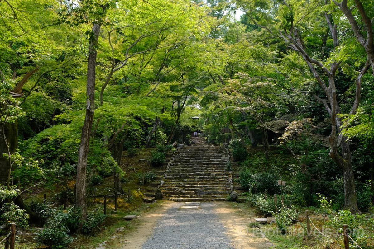 浄住寺の参道の新緑