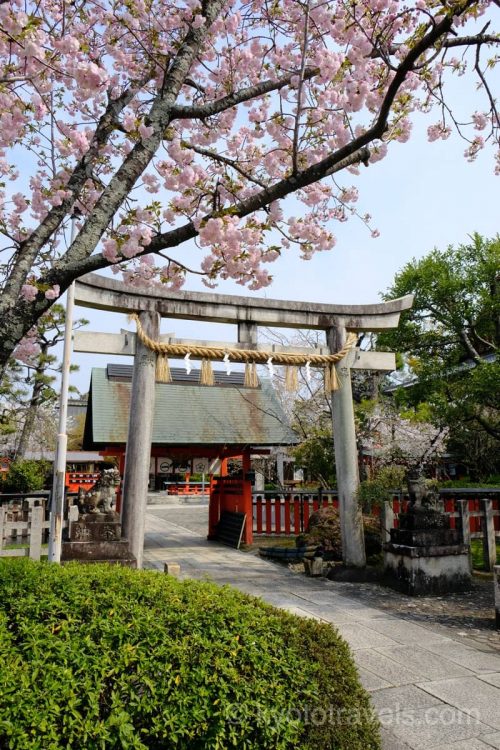 車折神社　鳥居と桜
