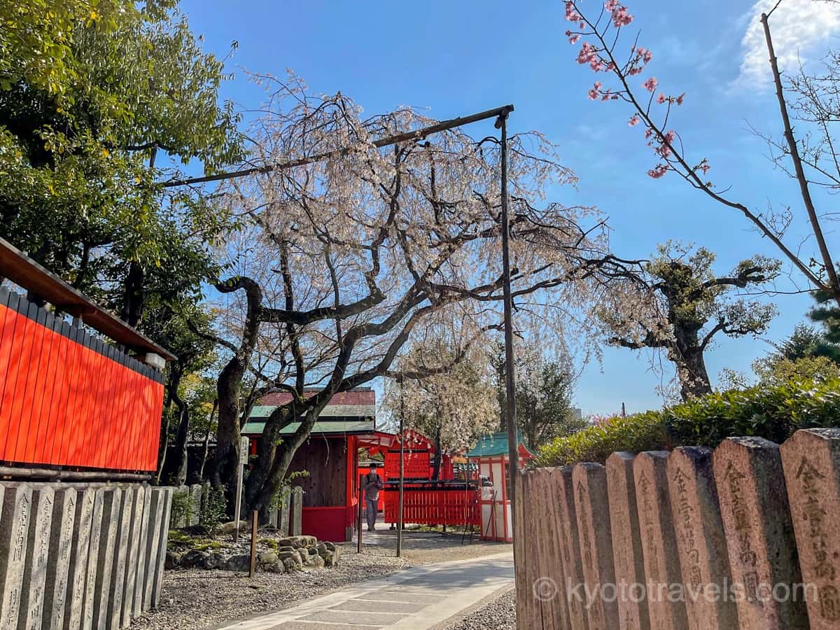 車折神社の溪仙桜