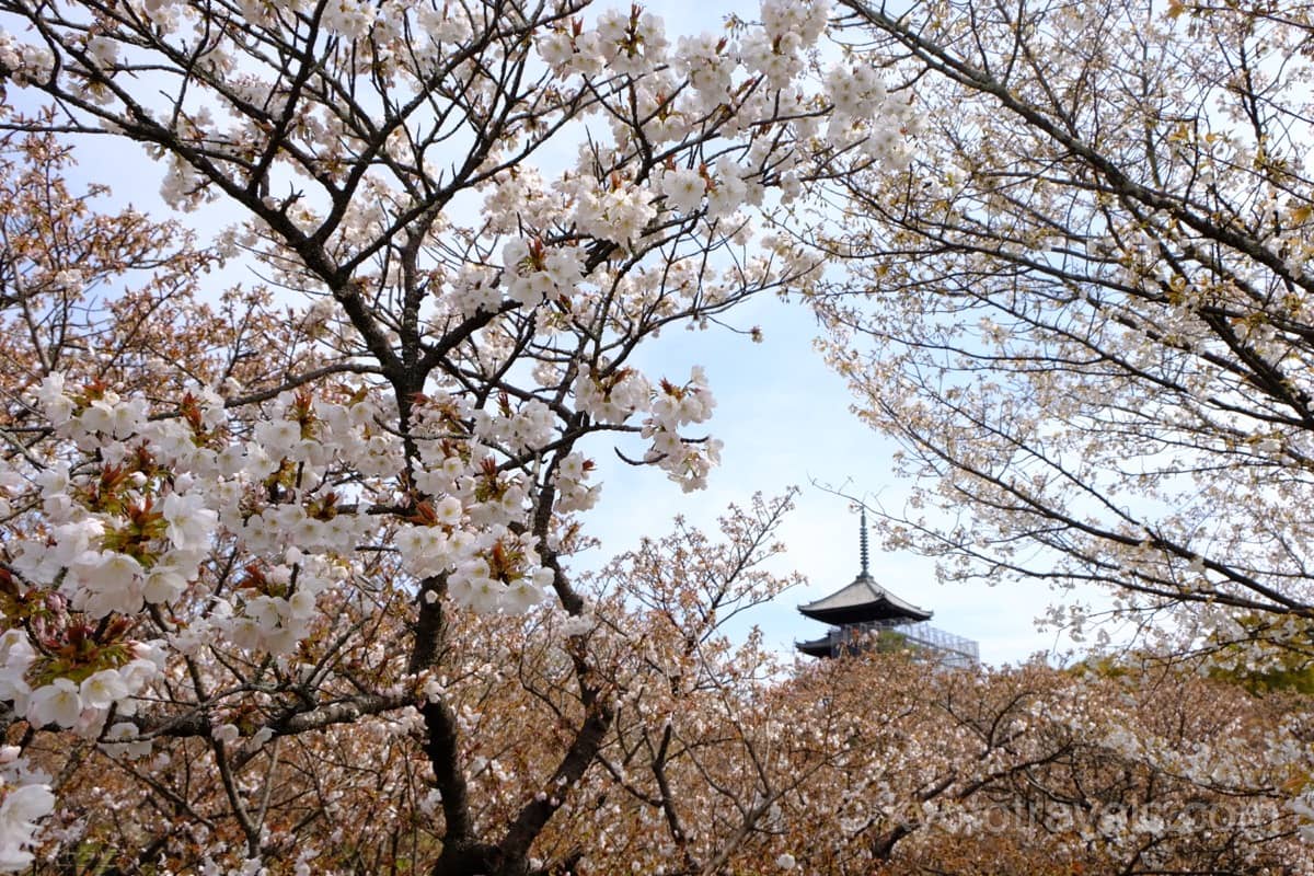 仁和寺 御室桜と五重塔