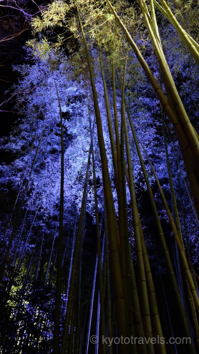 嵐山花灯路 竹林の小径のライトアップ