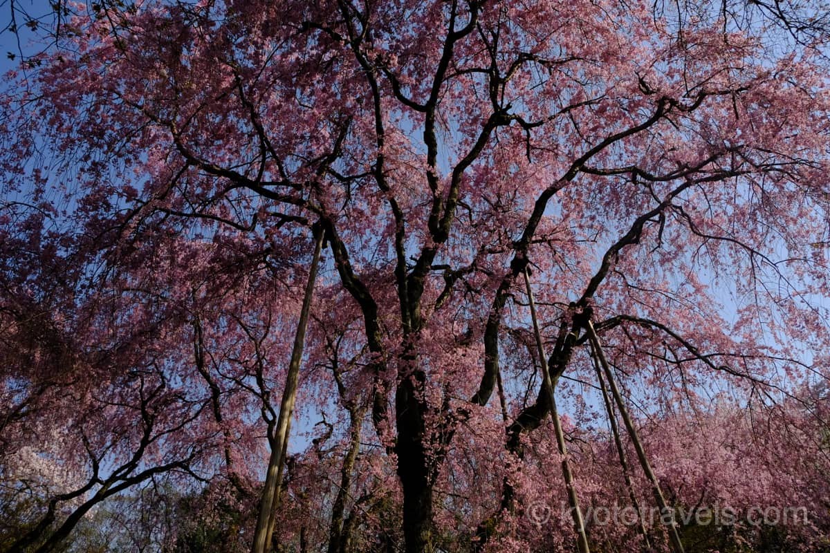 龍安寺の紅枝垂れ桜