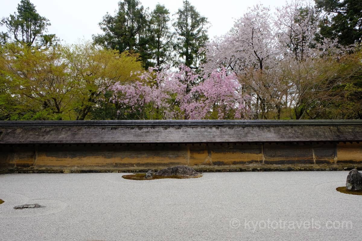 龍安寺 桜の季節の枯山水と油土塀