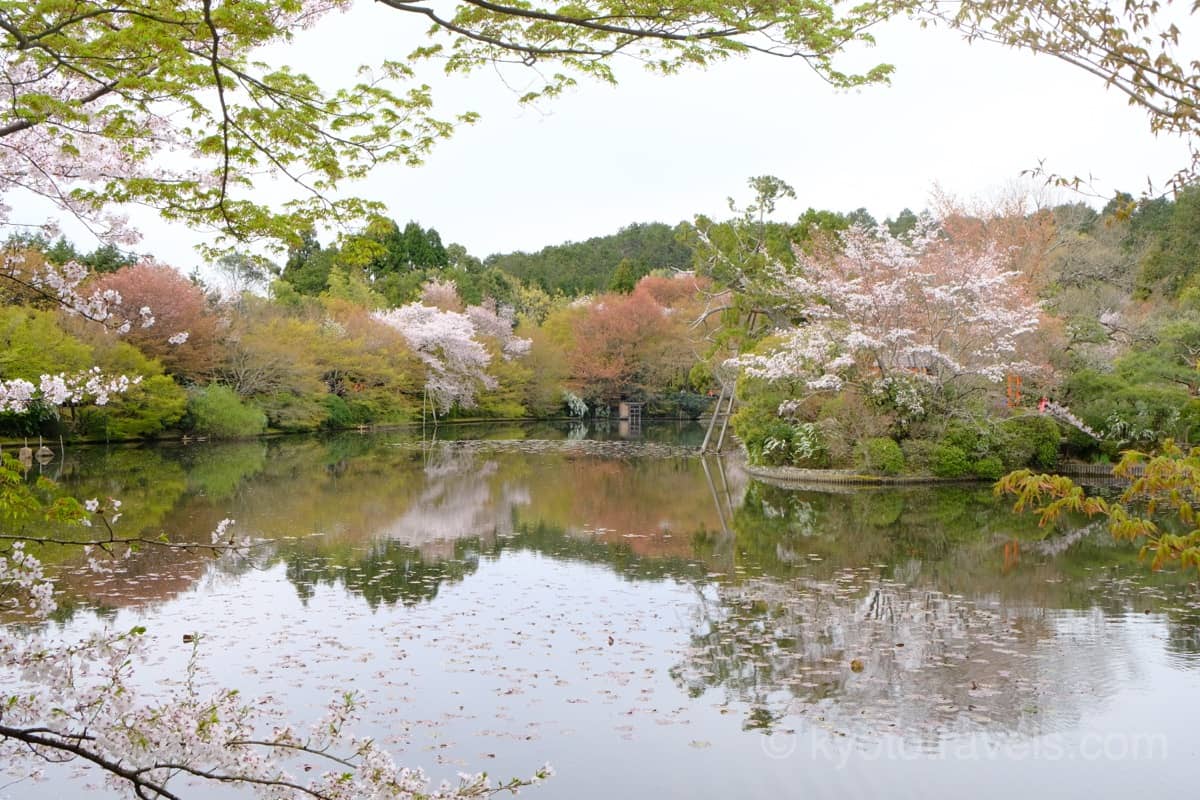 龍安寺 桜の季節の鏡容池