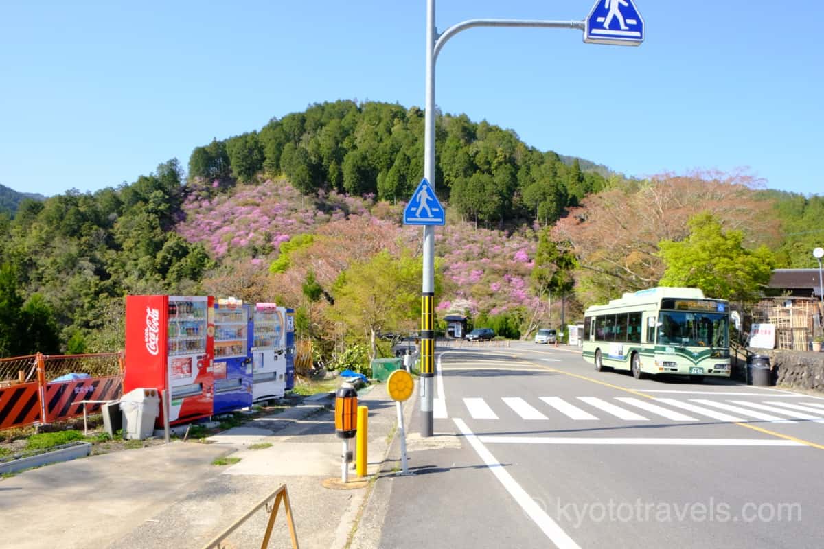 西明寺 高雄のミツバツツジをバス停から眺める