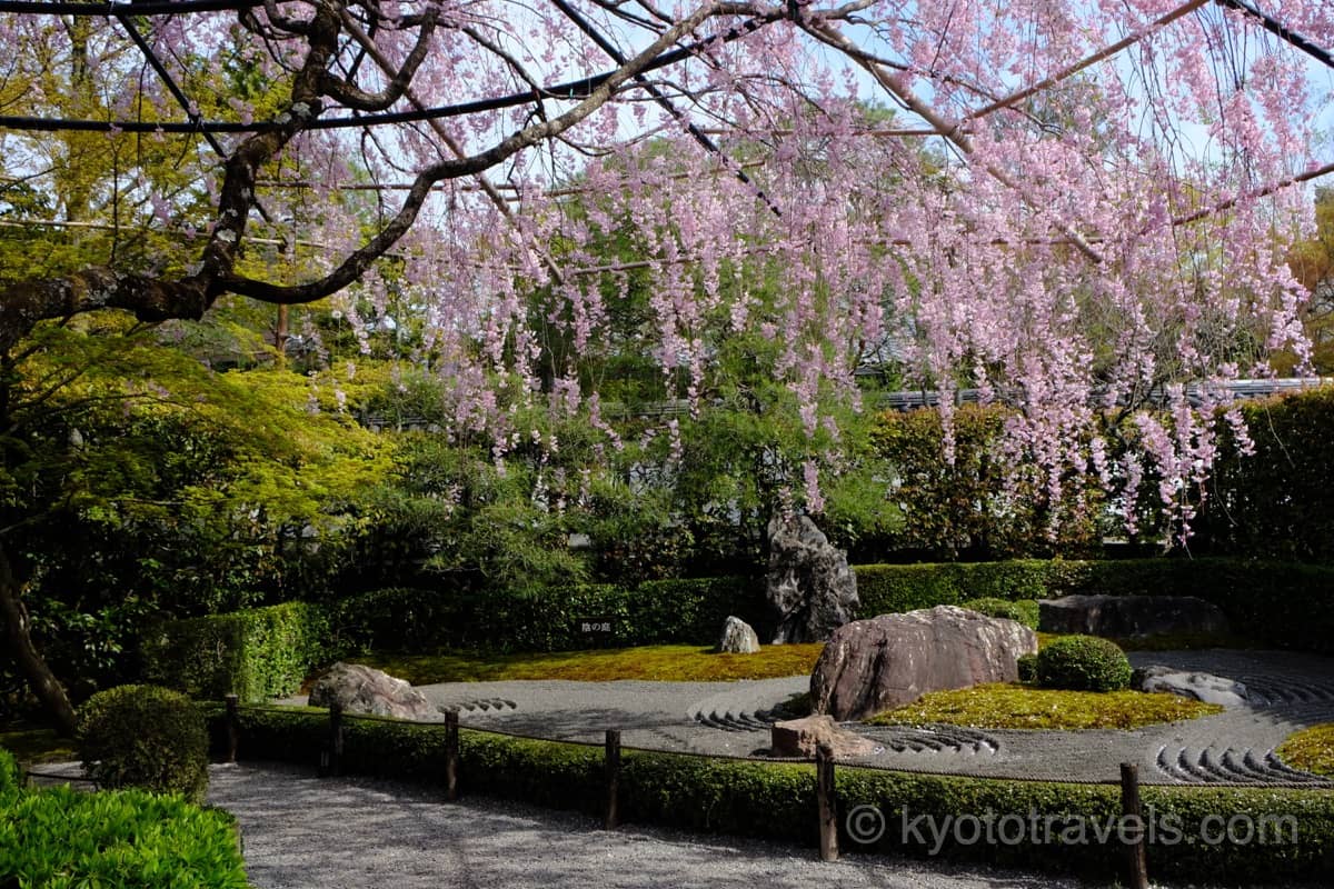 退蔵院の紅枝垂れ桜と陰陽の庭