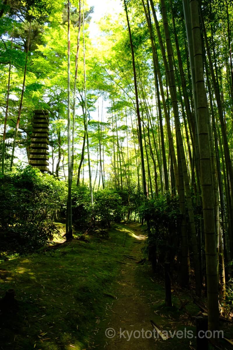 滝口寺の新緑と竹林