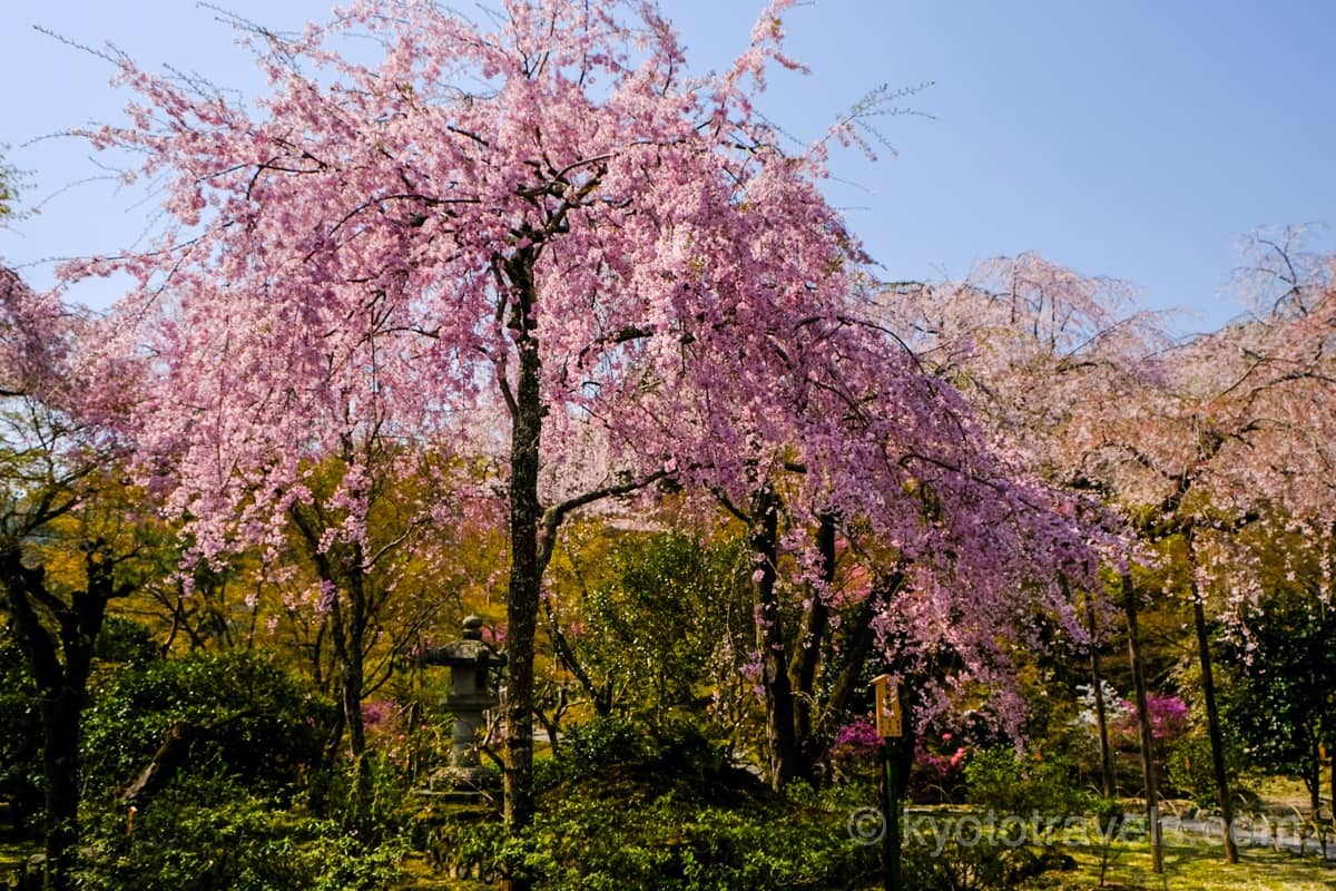 天龍寺 庭園の枝垂れ桜