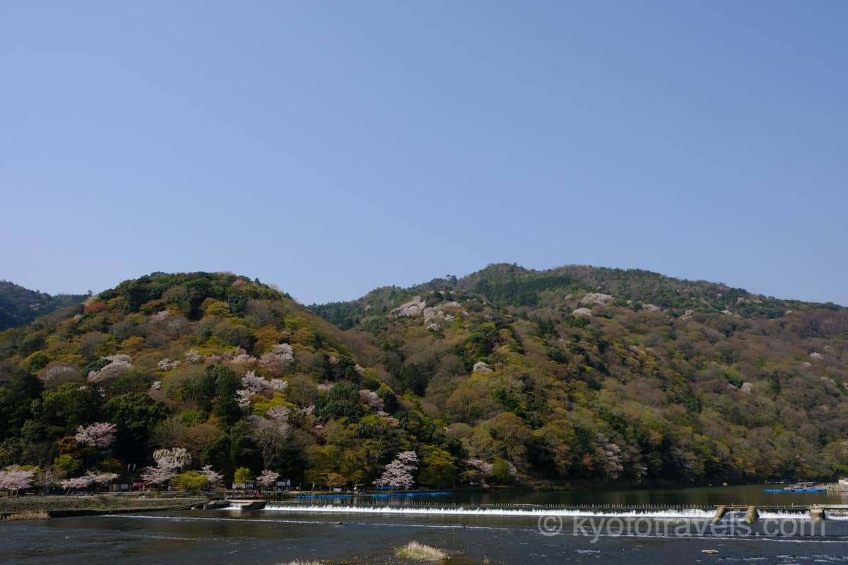 桜の時期の嵐山