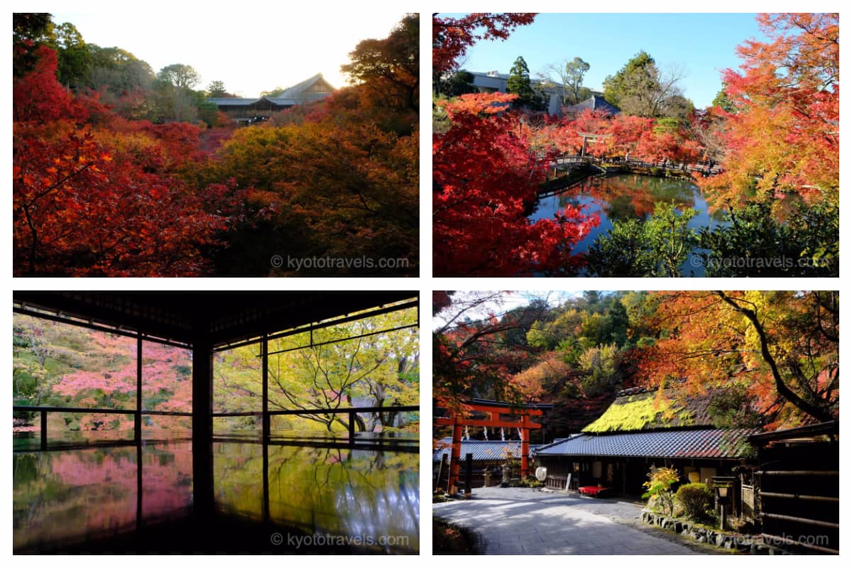 東福寺、永観堂、瑠璃光院、嵯峨鳥居本の紅葉の画像がグリッドで配置されています。