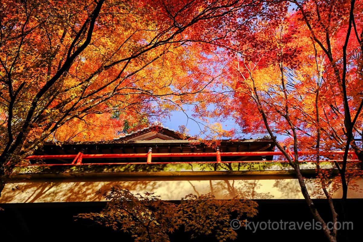 今熊野観音寺 茶所の紅葉