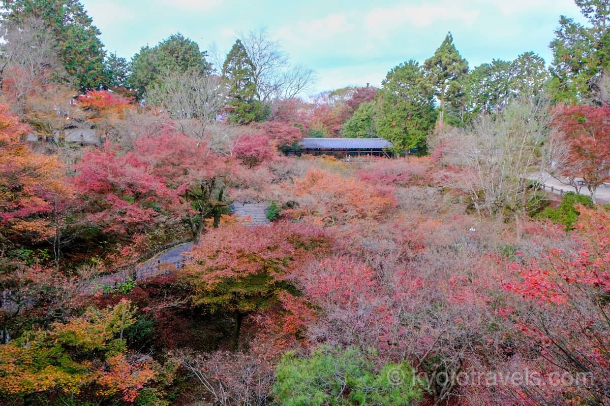 東福寺 通天橋から眺める紅葉