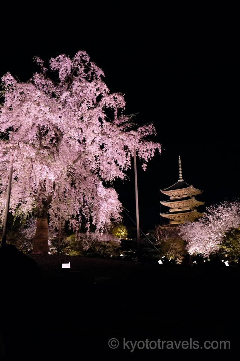 東寺 不二桜と五重塔のライトアップ