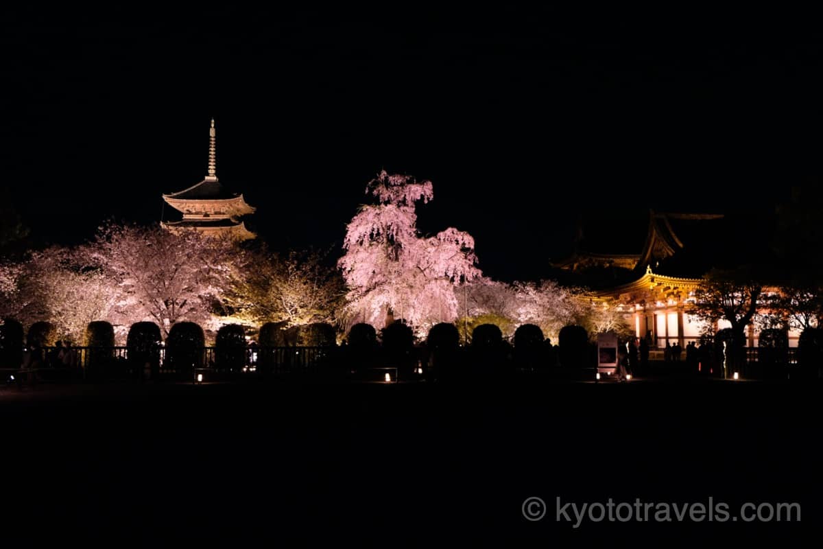 東寺 桜のライトアップ