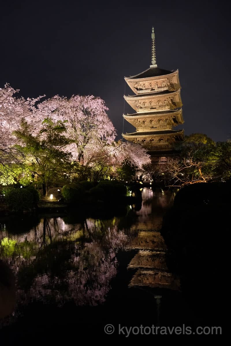 東寺 桜と五重塔のライトアップ