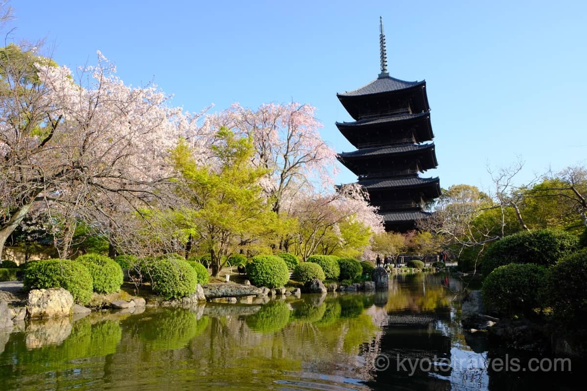 東寺 桜と五重塔