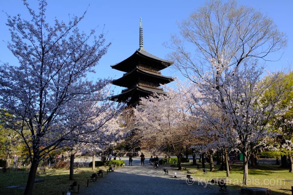 東寺 桜と五重塔