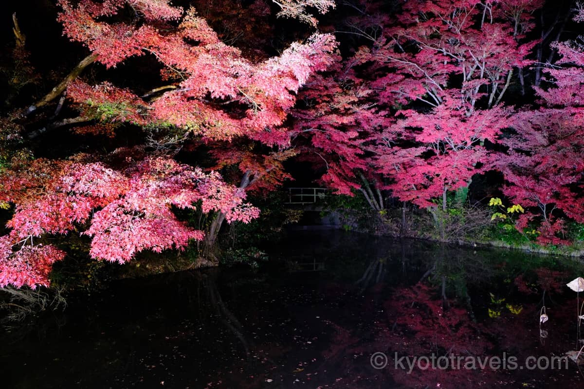 京都府立植物園の紅葉ライトアップ