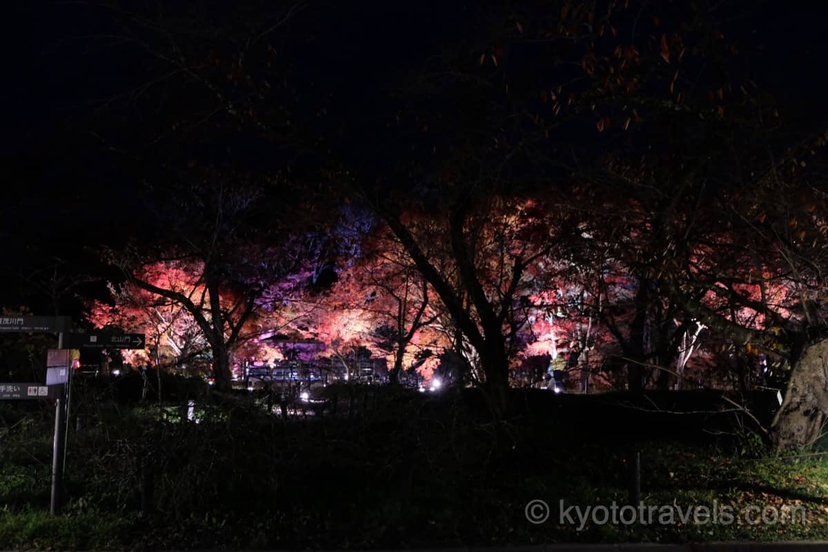 京都府立植物園の紅葉ライトアップ