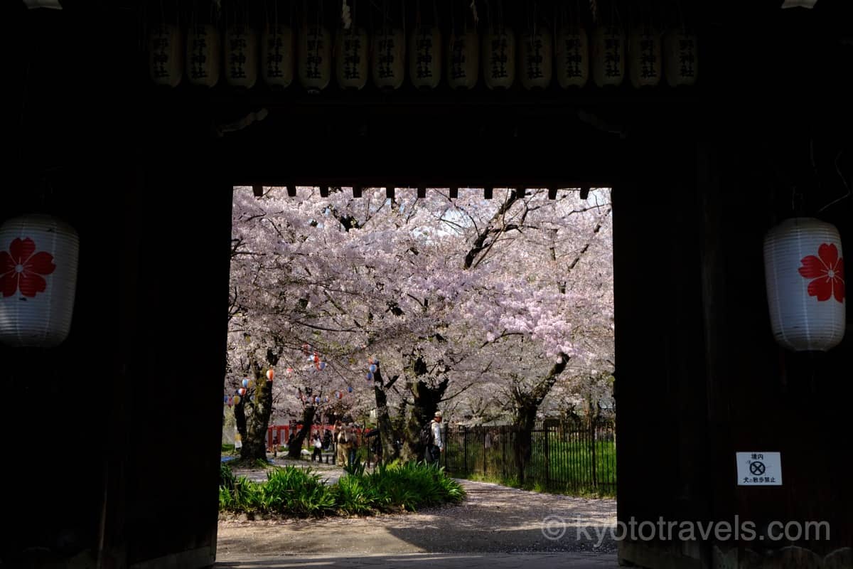 平野神社の門から覗く桜