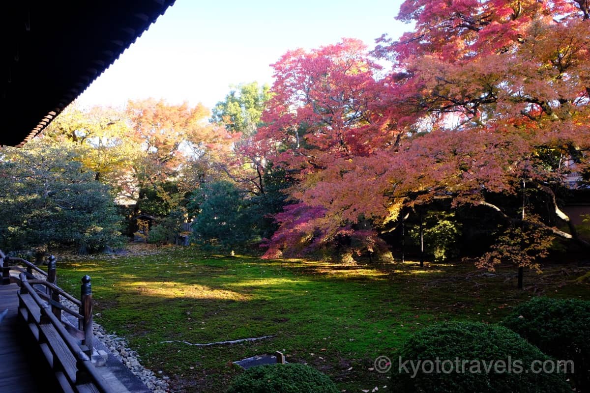 宝鏡寺 庭園とイロハモミジの紅葉