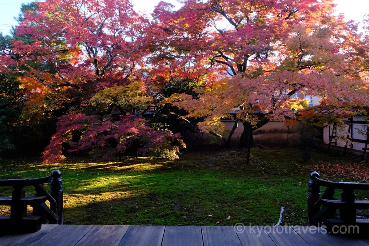 宝鏡寺 庭園とイロハモミジの紅葉
