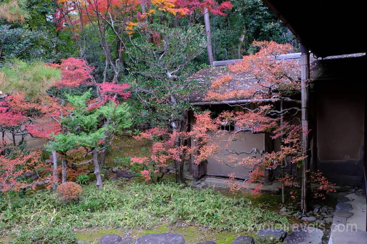 高桐院 茶室 松向軒と紅葉