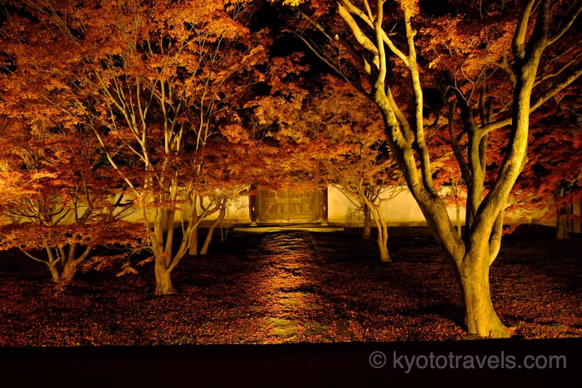 妙覺寺 法姿園の紅葉ライトアップ