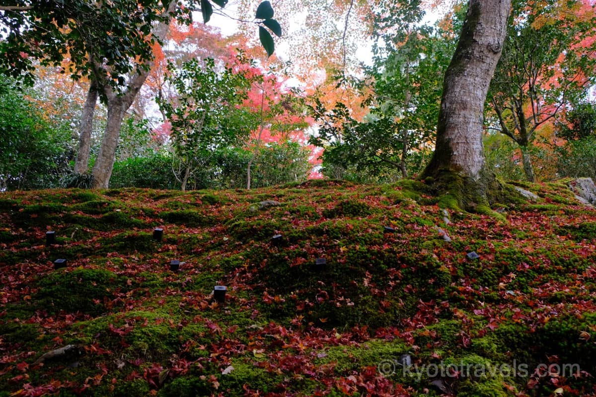 霊鑑寺 苔庭と散り紅葉