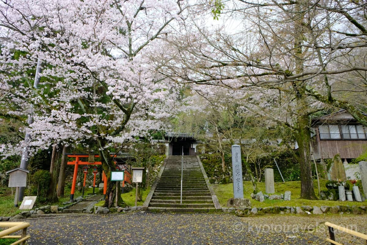 岩屋寺の桜