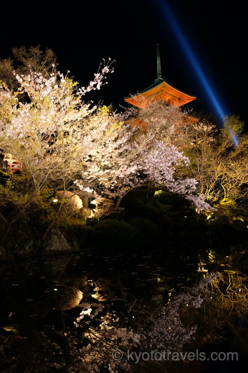 清水寺　桜のライトアップ