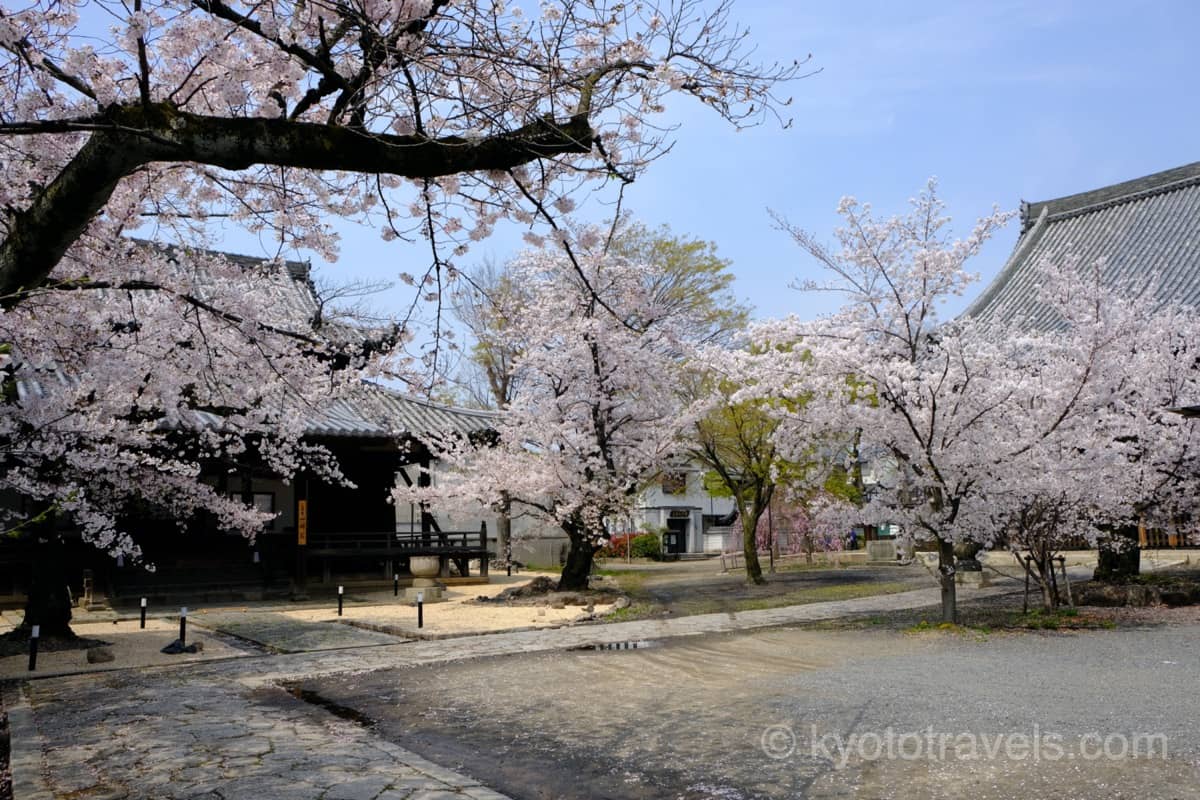 立本寺の本堂と桜