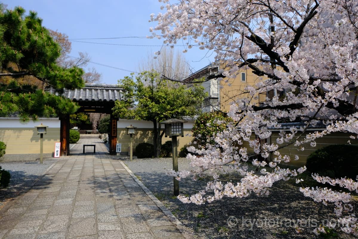 千本釈迦堂 参道の桜