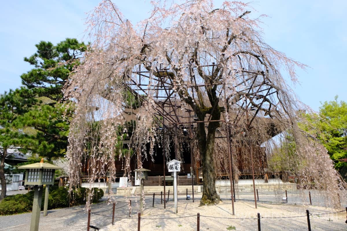 千本釈迦堂の本堂と阿亀桜