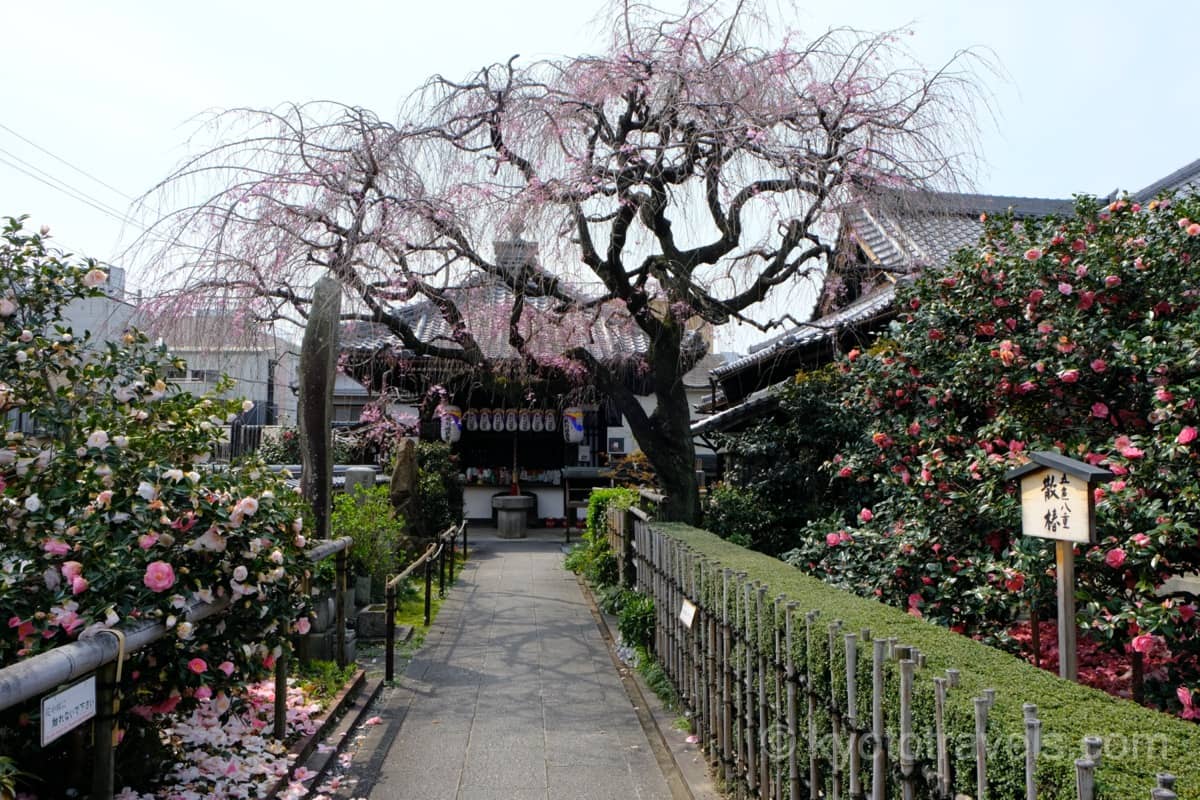 椿寺の五色八重散椿と桜