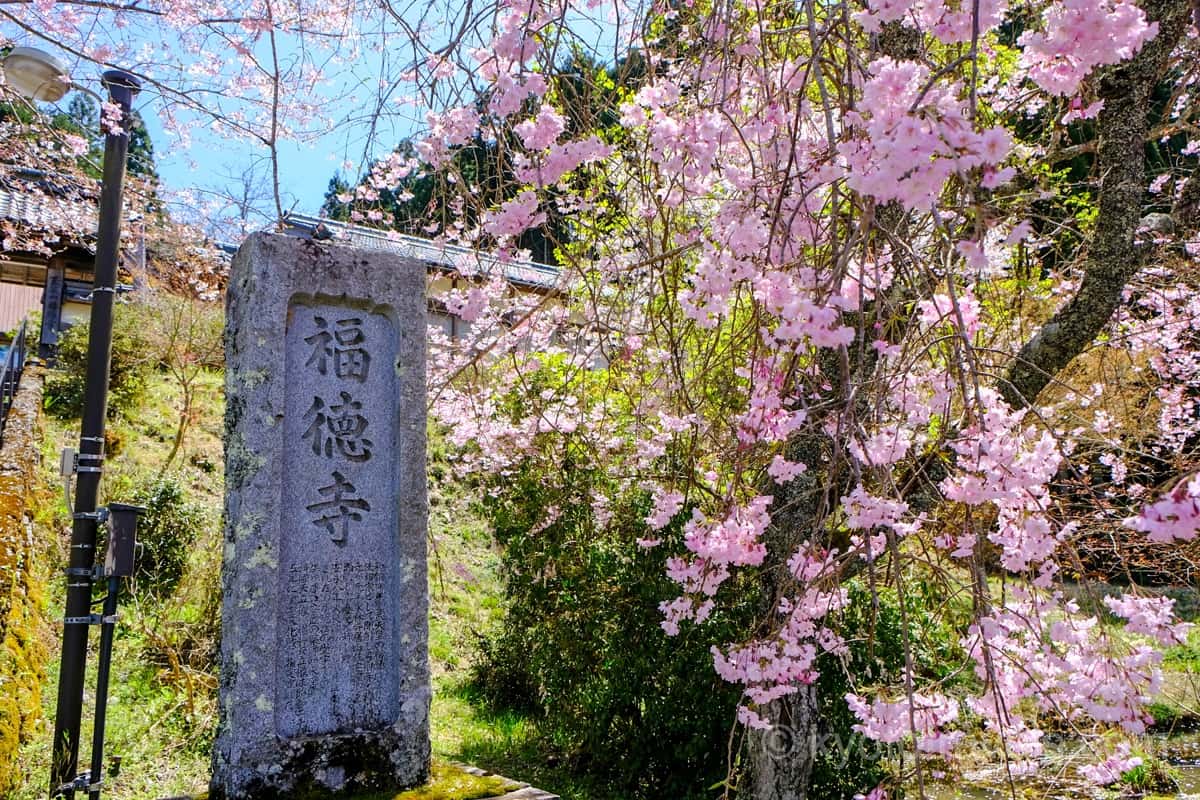 福徳寺の参道の紅枝垂れ桜