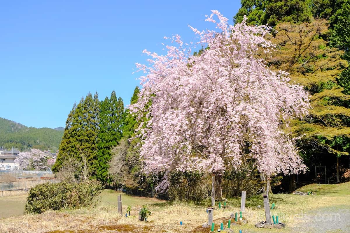 福徳寺 墓地の枝垂れ桜
