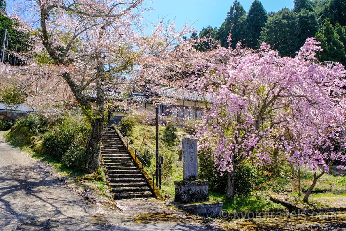 福徳寺の参道と桜