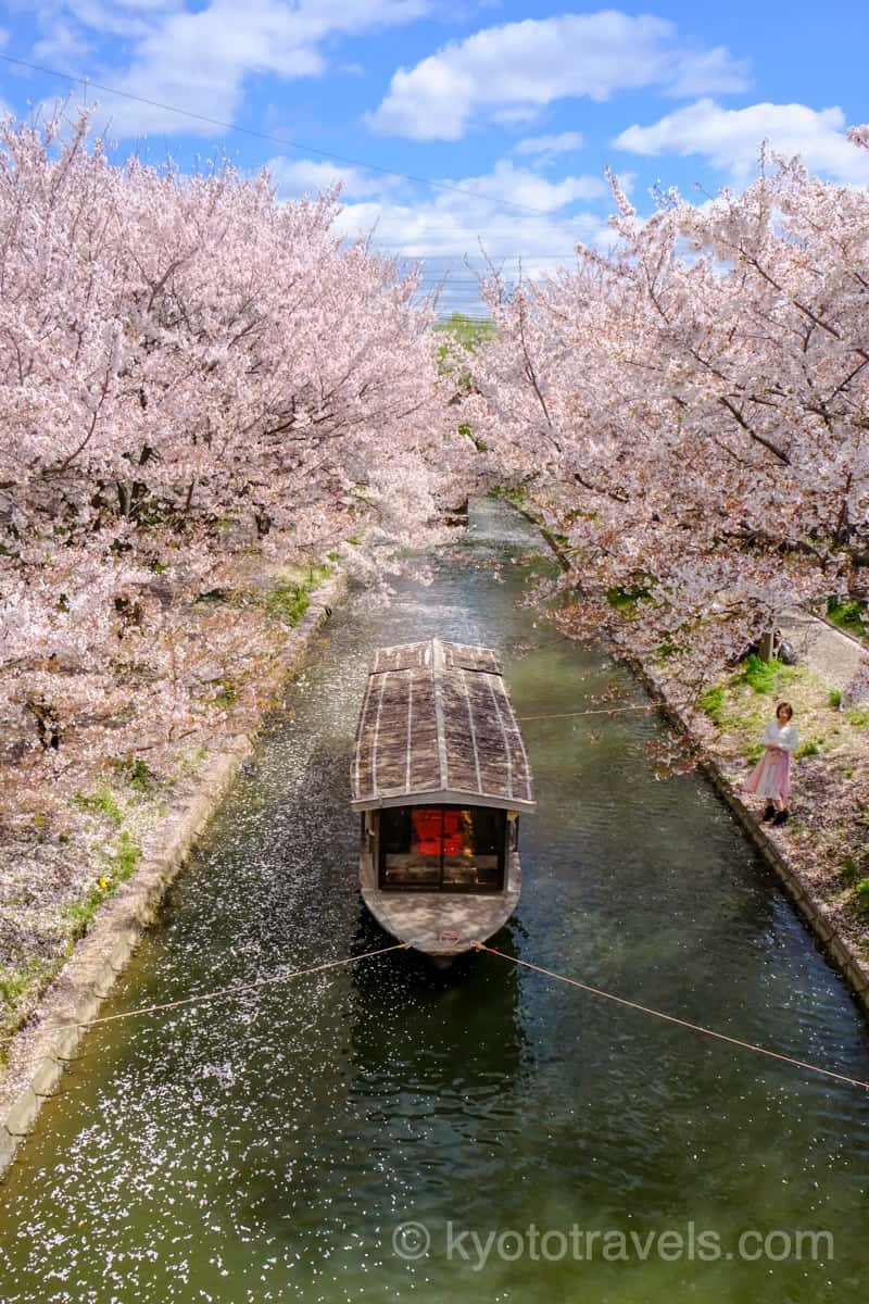 伏見 十石舟と桜