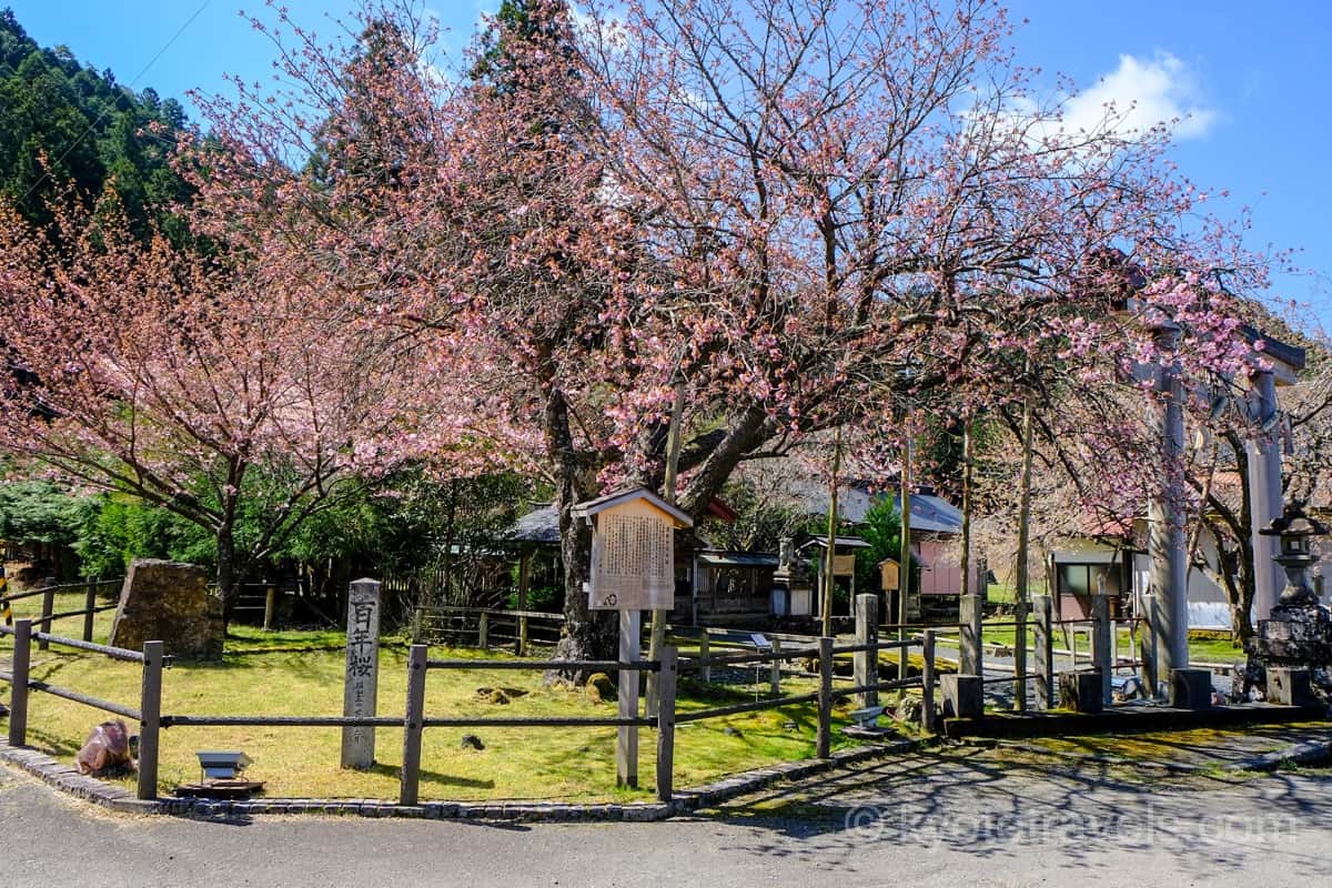 京北 春日神社の黒田の百年桜