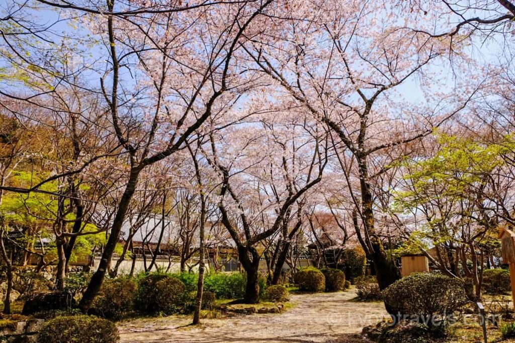 勝持寺 境内の桜