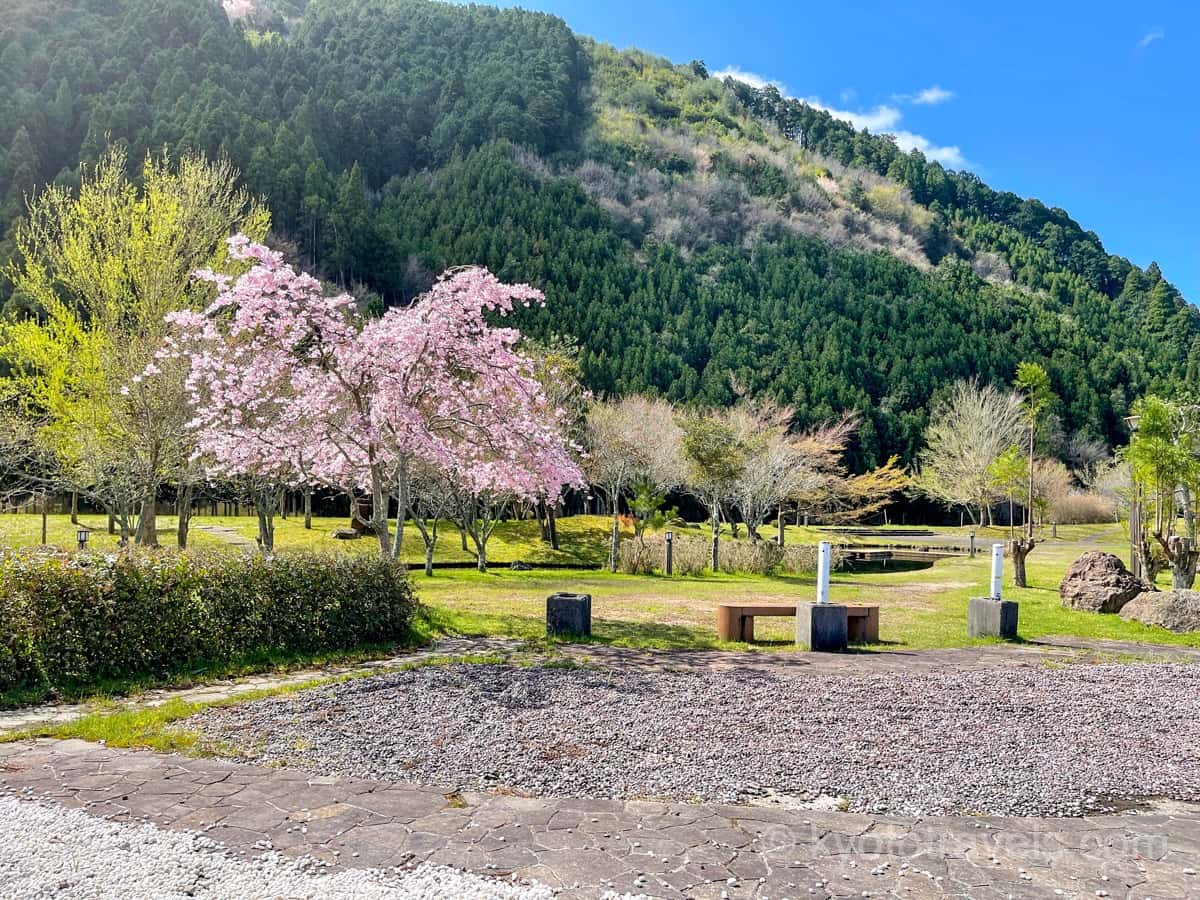 山國神社の横にある公園と桜