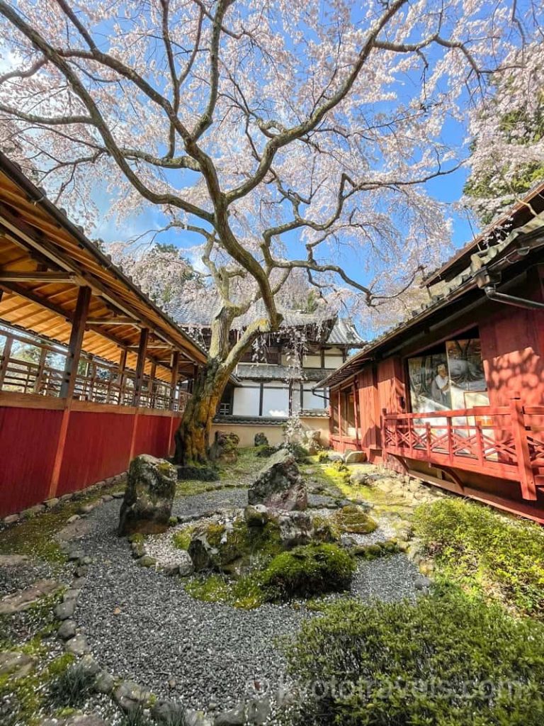 十輪寺 なりひら桜と三方普感の庭