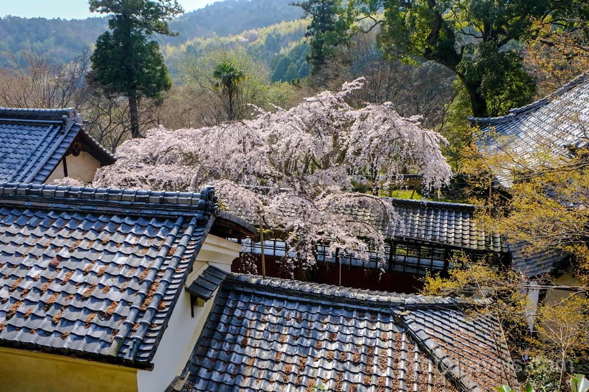 十輪寺 なりひら桜を上から眺める