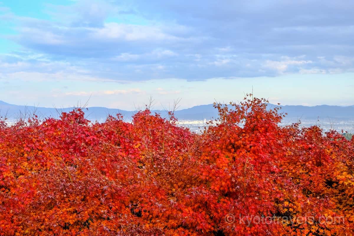 三鈷寺の眺望と紅葉