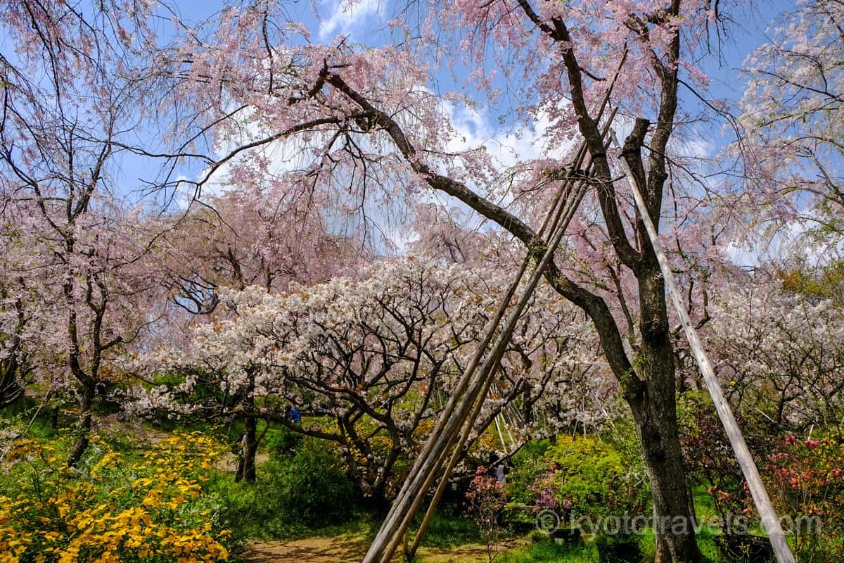 原谷苑の枝垂れ桜
